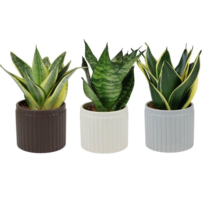 <h4>SANSEVIERIA TRIFASCIATA p9 Line</h4>