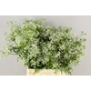 ANTHRISCUS SYLVESTRIS WIT 070CM