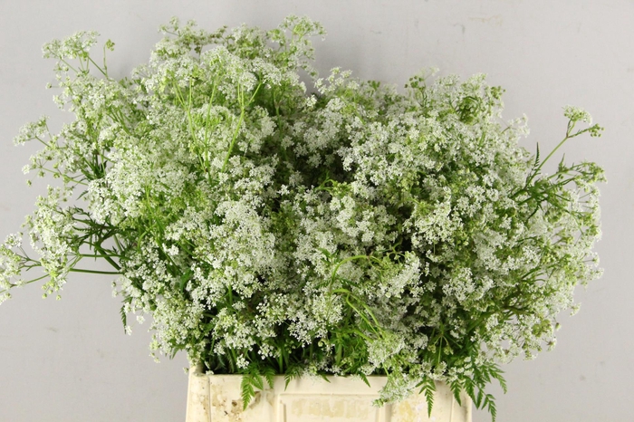ANTHRISCUS SYLVESTRIS WIT 070CM