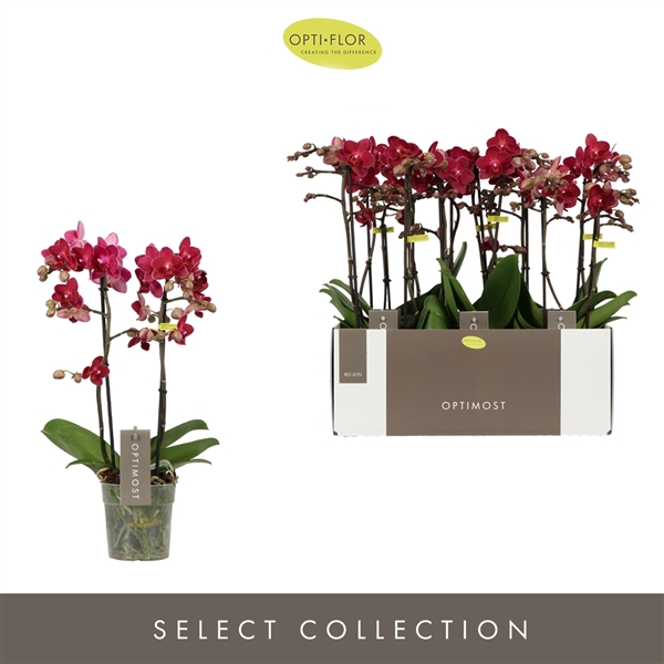 <h4>Phal 2-tak Red Lion</h4>