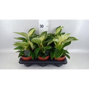 Philodendron   ...