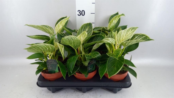 <h4>Philodendron   ...</h4>