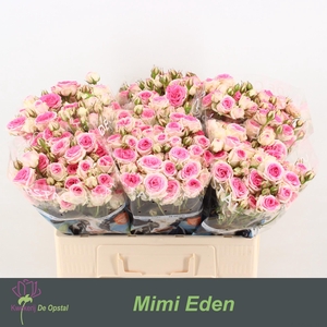R tr Mimi Eden