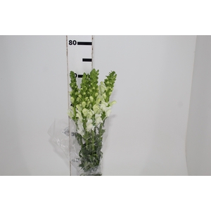 BOCA DE LEAO POTOMAC WHITE 070 CM