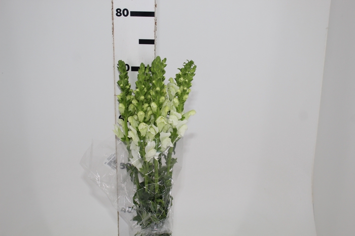 <h4>BOCA DE LEAO POTOMAC WHITE 070 CM</h4>