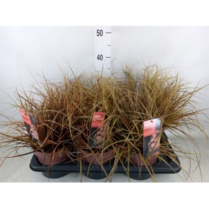 Uncinia rubra 'Everflame'