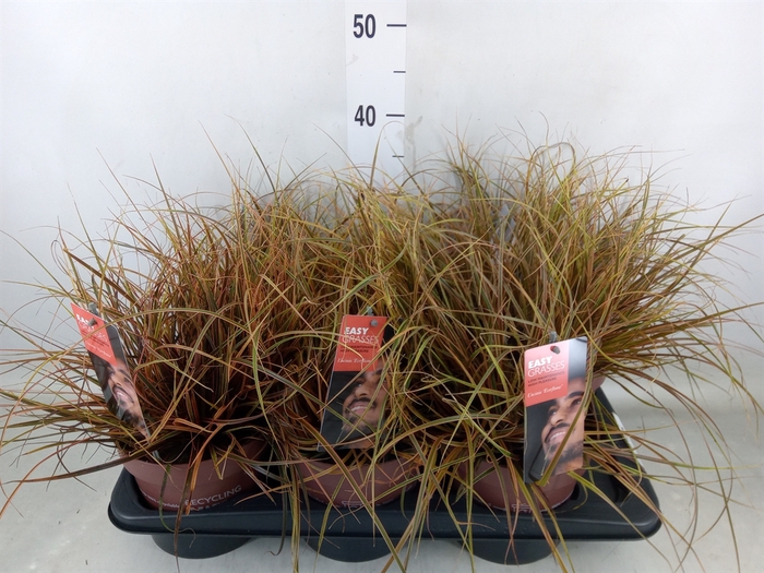 <h4>Uncinia rubra 'Everflame'</h4>