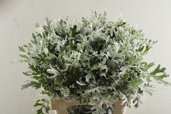 <h4>Senecio Maritima</h4>