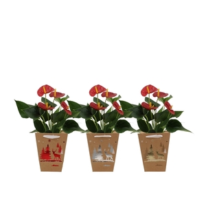 Anthurium Success Red in Joly christmas bag