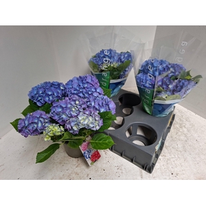 HYDR M BLAUER ZWERG