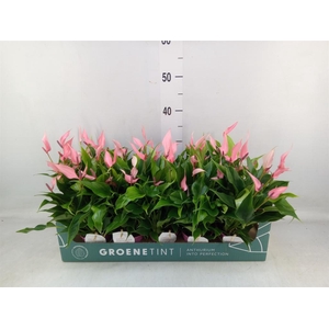 Anthurium andr. 'Lilli'