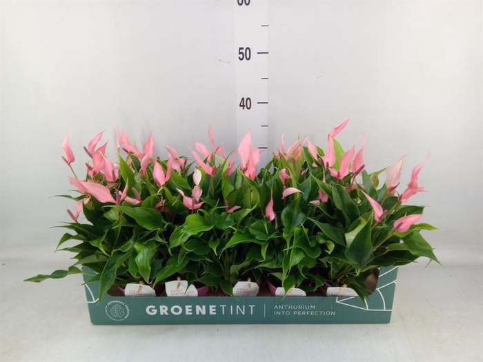 <h4>Anthurium andr. 'Lilli'</h4>