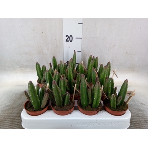Stapelia leendertziae