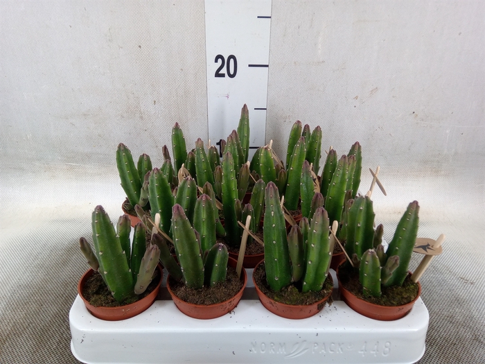 <h4>Stapelia leendertziae</h4>