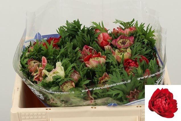 <h4>ANEM CO LEVAN ROSSO</h4>