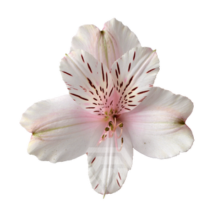 ALSTR DIRTY DANCING Tessa