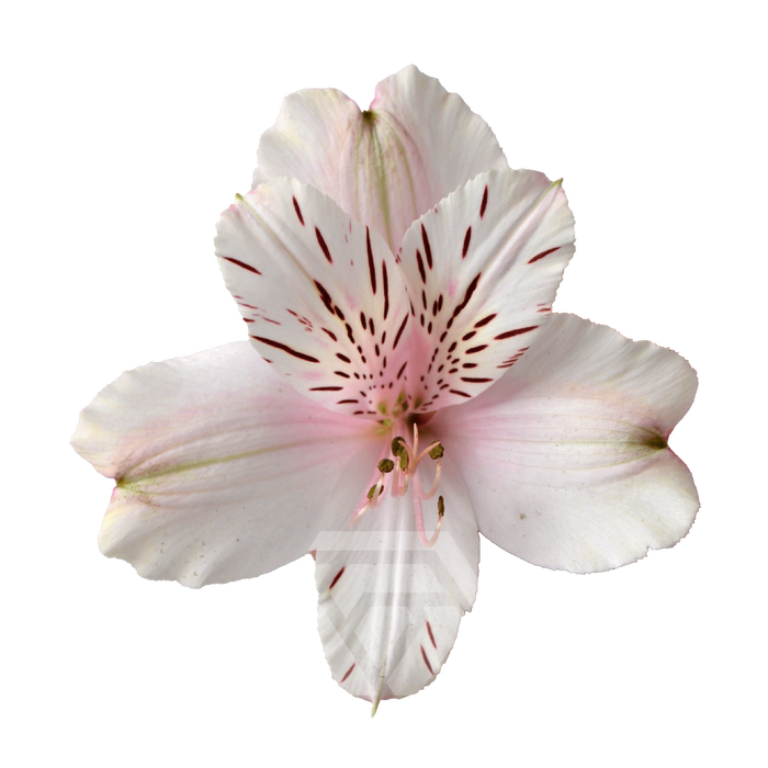 <h4>ALSTR DIRTY DANCING Tessa</h4>