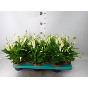 Spathiphyllum  'Chopin'