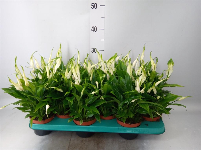 <h4>Spathiphyllum  'Chopin'</h4>