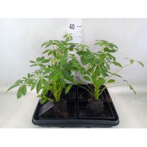 Arr.   Kamerplant Groen H%