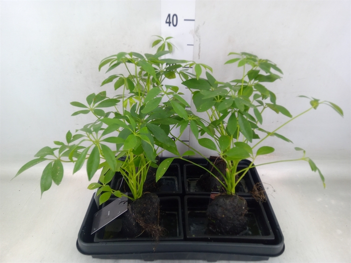 <h4>Arr.   Kamerplant Groen H%</h4>