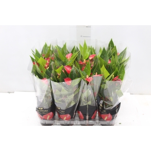 ANTHURIUM MINI MILLION FLOWERS P09