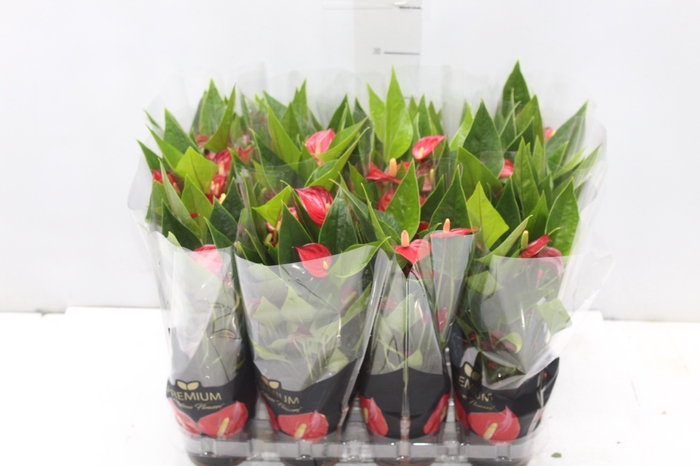 <h4>ANTHURIUM MINI MILLION FLOWERS P09</h4>