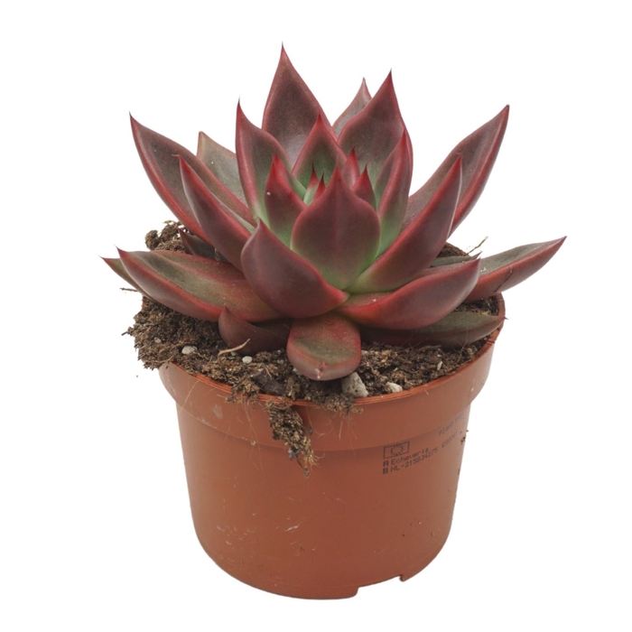 <h4>Echeveria</h4>