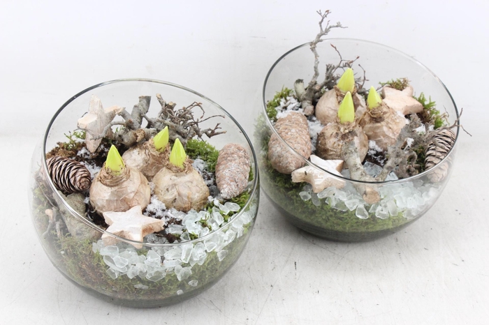 <h4>arr4 Hyacint MB - Glas halve maan 285/5</h4>