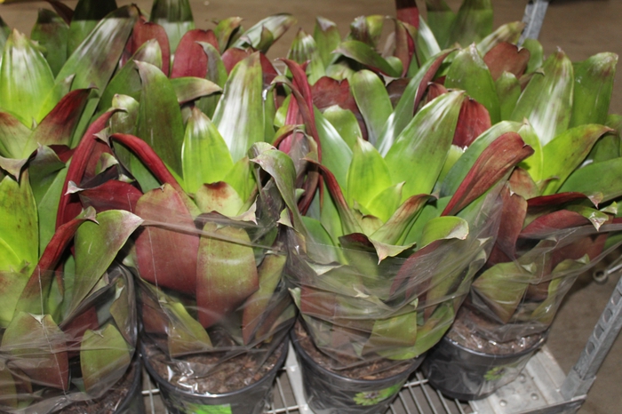 <h4>BROMELIA IMPERIAL P27 VERDE/VERMELHO</h4>