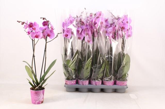 <h4>PHAL AN ORLANDO</h4>