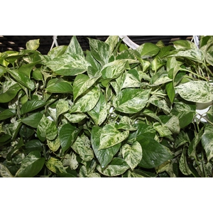 JIBOIA BRANCO PEND C21 PENDENTE