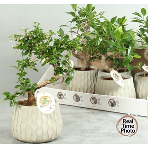 BONSAI GEM