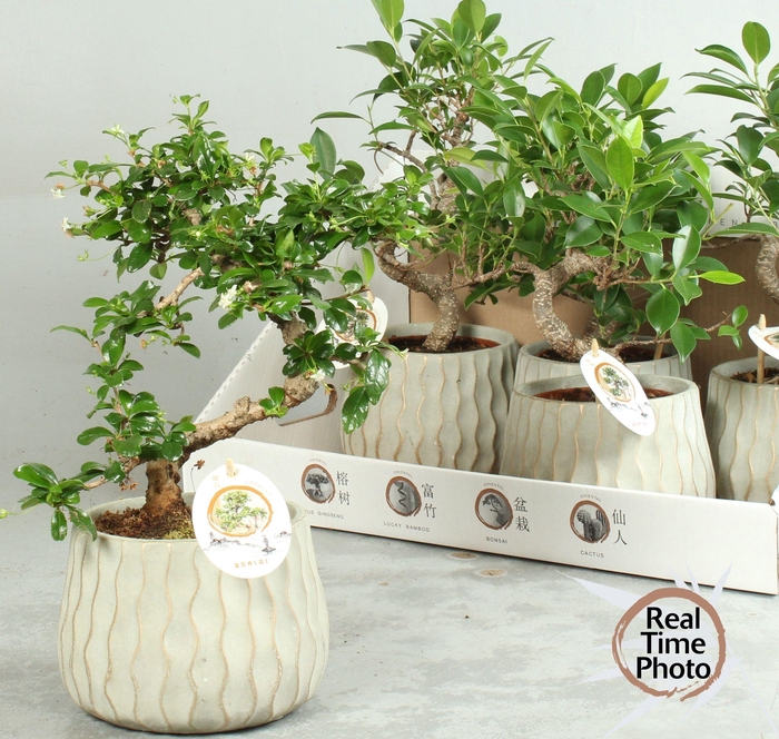 BONSAI GEM