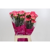 Dianthus St Spritz