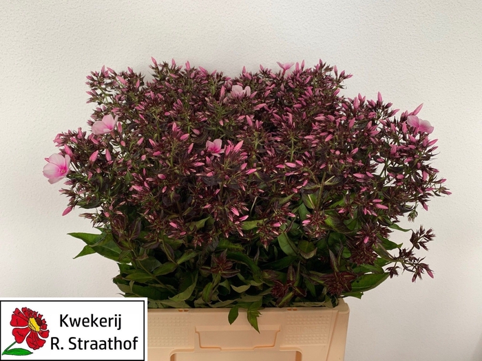 <h4>PHLOX P BRI EYES</h4>