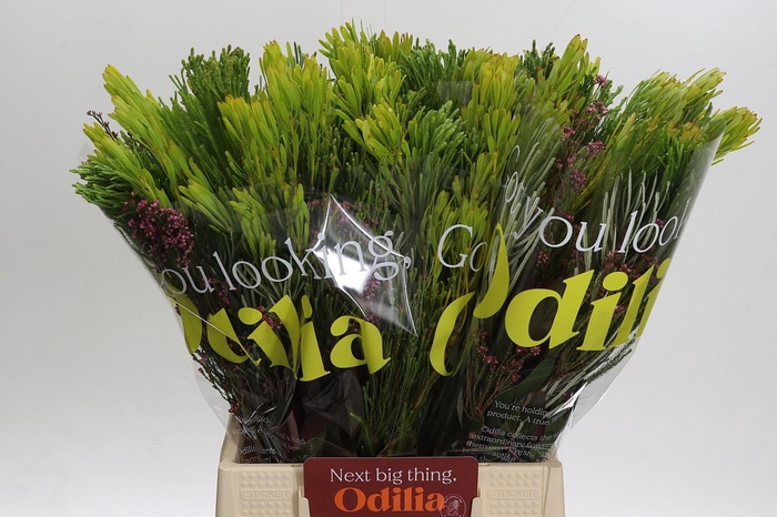 BQ Cape Greenmix