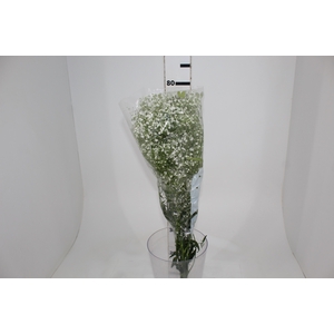GYPSOPHILA DYNAMIC LOVE 070 CM MIN 250 GRAMAS