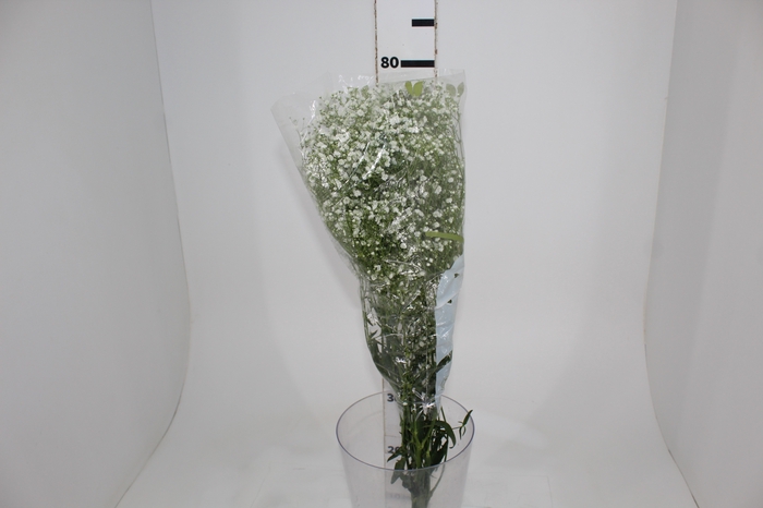 <h4>GYPSOPHILA DYNAMIC LOVE 070 CM MIN 250 GRAMAS</h4>
