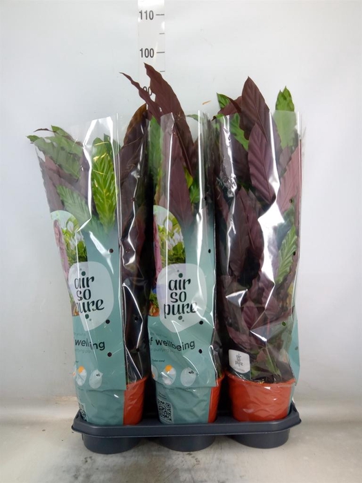 <h4>Calathea rufibarba</h4>