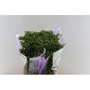 Fr En Delta River Blue