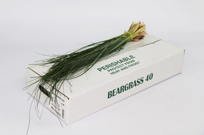 Leaf beargrass