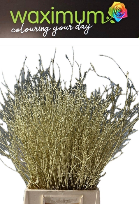 <h4>BETULA OV KLB H%</h4>