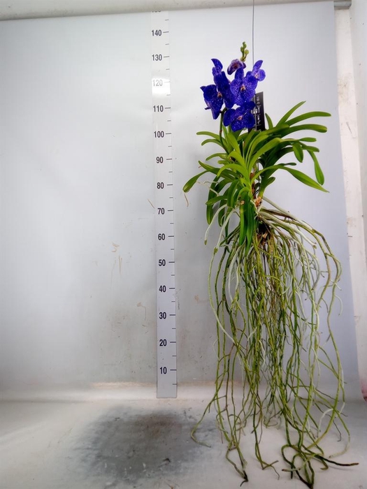 <h4>Vanda hybrids</h4>