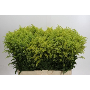 Solidago Tara Gold Buiten
