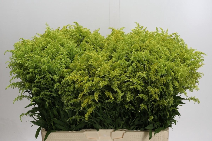 <h4>Solidago Tara Gold Buiten</h4>