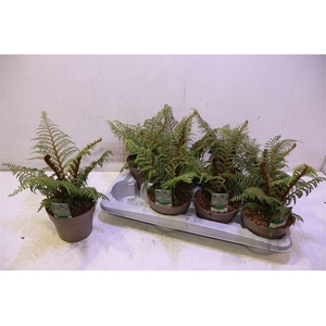 Cyathea Tomentosissi