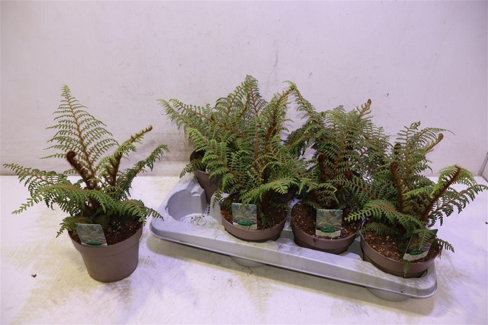 <h4>Cyathea Tomentosissi</h4>