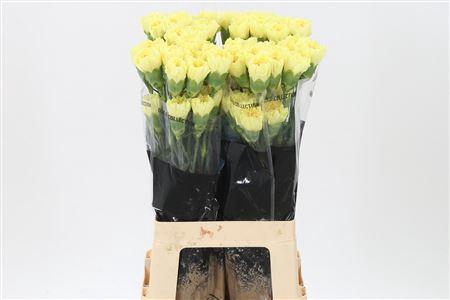 <h4>Di St Emma Yellow</h4>