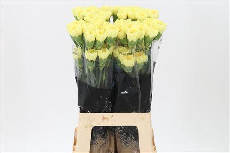 <h4>Di St Hermes</h4>